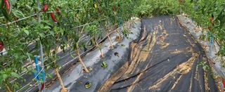 조미숙님의 배추 · 파종•정식 작성글 사진