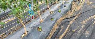 조미숙님의 배추 · 파종•정식 작성글 사진