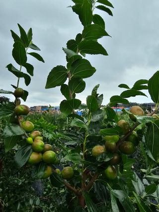 망운천지향토농원님의 자유주제 · 자유게시판 작성글 사진