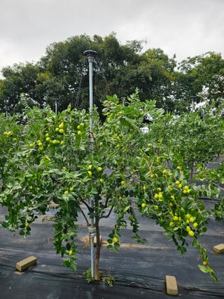 망운천지향토농원님의 자유주제 · 자유게시판 작성글 사진