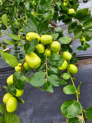 망운천지향토농원님의 자유주제 · 자유게시판 작성글 사진