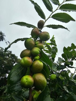 망운천지향토농원님의 자유주제 · 자유게시판 작성글 사진