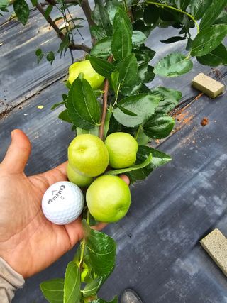 망운천지향토농원님의 자유주제 · 자유게시판 작성글 사진