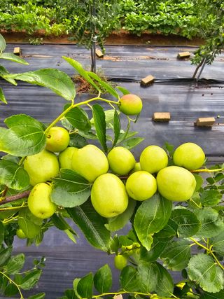 망운천지향토농원님의 자유주제 · 자유게시판 작성글 사진