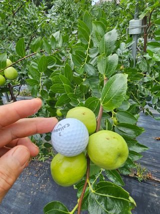 망운천지향토농원님의 자유주제 · 자유게시판 작성글 사진