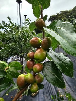 망운천지향토농원님의 자유주제 · 자유게시판 작성글 사진