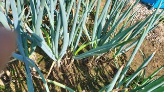 청암농원님의 파 · 병해충상담 작성글 사진