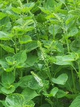 팜모닝 들깨·영농일지 게시글 이미지