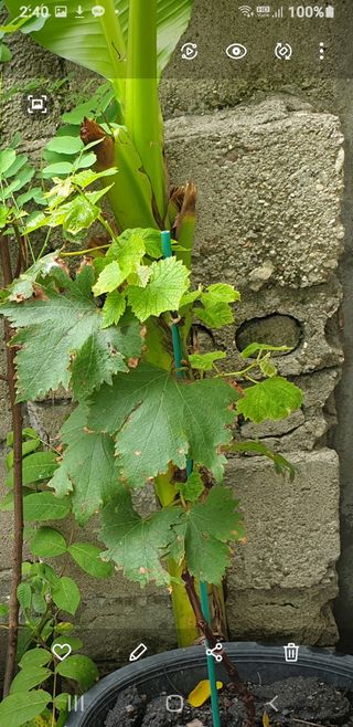 황소머리(노다지)님의 포도 · 병해충상담 작성글 사진
