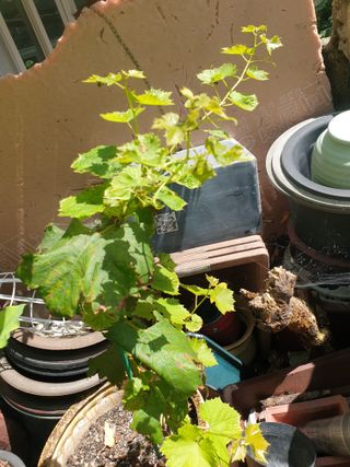 황소머리(노다지)님의 포도 · 병해충상담 작성글 사진