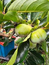 팜모닝 감·병해충상담 게시글 이미지