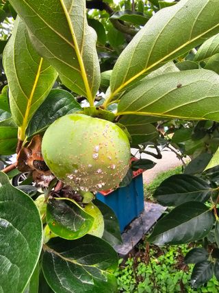 망운천지향토농원님의 감 · 병해충상담 작성글 사진