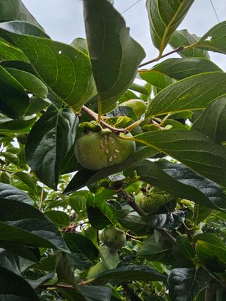 망운천지향토농원님의 감 · 병해충상담 작성글 사진