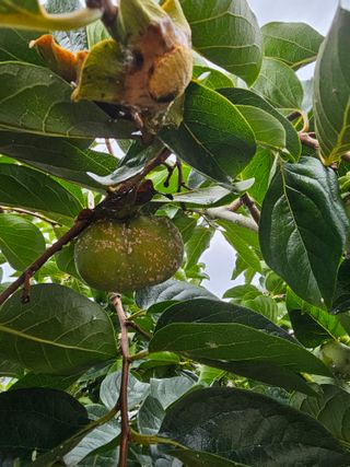 망운천지향토농원님의 감 · 병해충상담 작성글 사진
