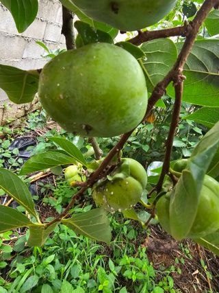 망운천지향토농원님의 감 · 병해충상담 작성글 사진