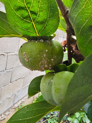 망운천지향토농원님의 감 · 병해충상담 작성글 사진