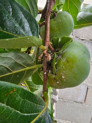 망운천지향토농원님의 감 · 병해충상담 작성글 사진