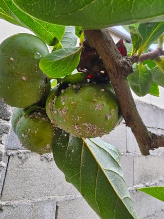 망운천지향토농원님의 감 · 병해충상담 작성글 사진