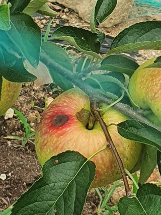 맹태섭님의 사과 · 병해충상담 작성글 사진