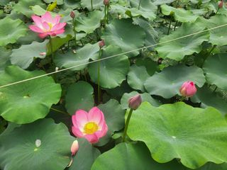 한&균님의 O학년 △반 이세요? · 참여글 작성글 사진