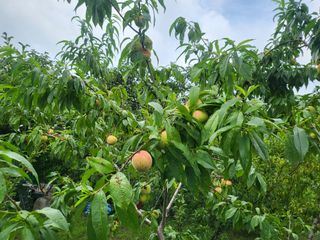 한&균님의 O학년 △반 이세요? · 참여글 작성글 사진