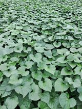 팜모닝 O학년 △반 이세요?·참여글 게시글 이미지