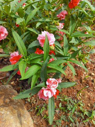 유기농으로키우자님의 자유주제 · 자유게시판 작성글 사진