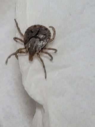 황창옥님의 기타작물 · 병해충상담 작성글 사진