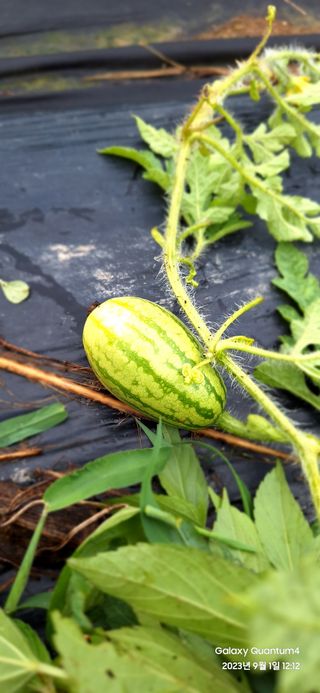 도시농부님의 자유주제 · 사진전 작성글 사진