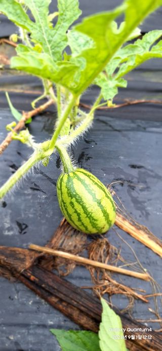 도시농부님의 자유주제 · 사진전 작성글 사진