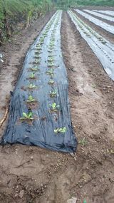 팜모닝 배추·파종•정식 게시글 이미지