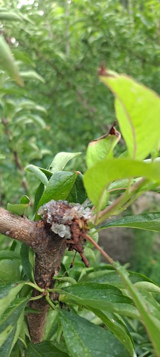 주황산님의 복숭아 · 병해충상담 작성글 사진