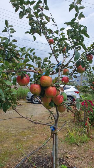 윤병진(艾香農園)님의 사과 · 일상 작성글 사진