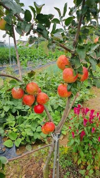 윤병진(艾香農園)님의 사과 · 일상 작성글 사진