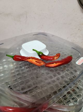 박순애님의 고추 · 수확 작성글 사진