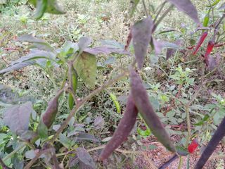 귀향인님의 자유주제 · 자유게시판 작성글 사진