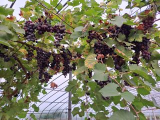 귀향인님의 자유주제 · 자유게시판 작성글 사진