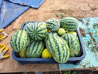 귀향인님의 자유주제 · 자유게시판 작성글 사진