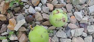 주황산님의 복숭아 · 병해충상담 작성글 사진