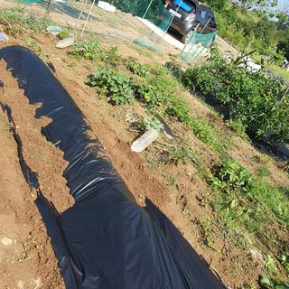 이소영님의 양배추 · 영농일지 작성글 사진