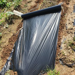 이소영님의 양배추 · 영농일지 작성글 사진