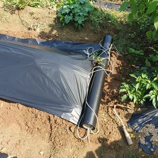 이소영님의 양배추 · 영농일지 작성글 사진