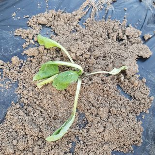 이소영님의 배추 · 영농일지 작성글 사진