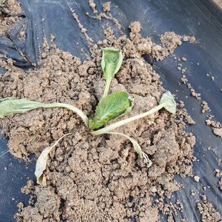 이소영님의 배추 · 영농일지 작성글 사진