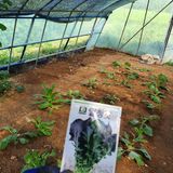 팜모닝 양배추·영농일지 게시글 이미지