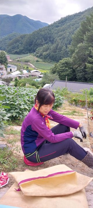 이일철 조이산골님의 고추 · 수확 작성글 사진