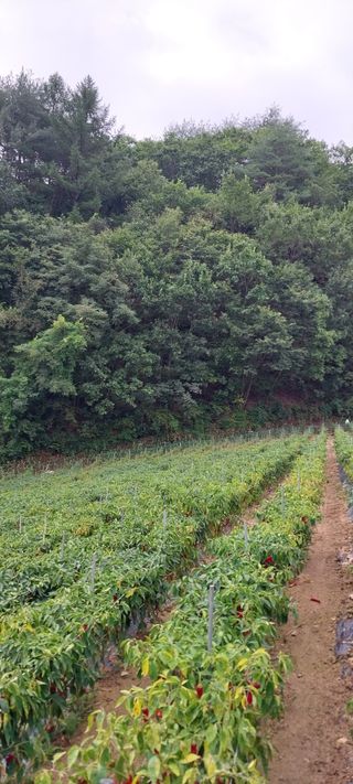 이일철 조이산골님의 고추 · 수확 작성글 사진