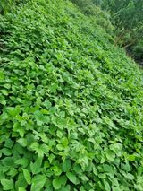 팜모닝 들깨·자유게시판 게시글 이미지