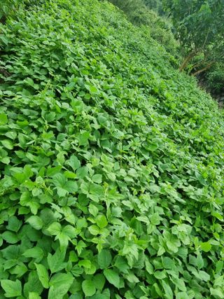 김우점님의 들깨 · 자유게시판 작성글 사진