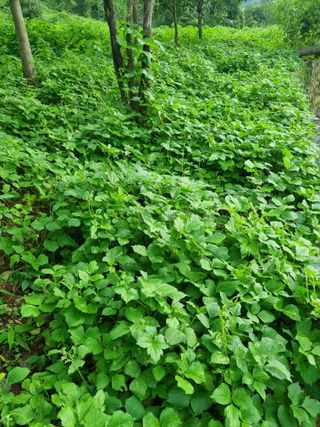 김우점님의 들깨 · 자유게시판 작성글 사진